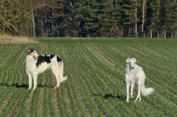 Two hunting russian wolfhounds