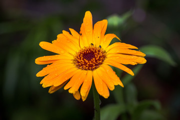 marigold (Calendula officinalis)