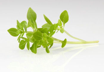 Greek basil leafs