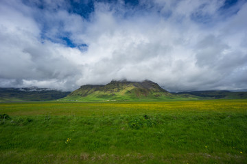 Iceland - Yellow flowers before green mountain in clouds