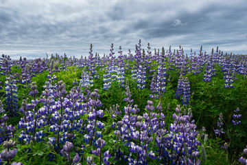 Obrazy na Szkle  Iceland - Endless purple flower field