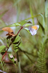 motyl w trawie
