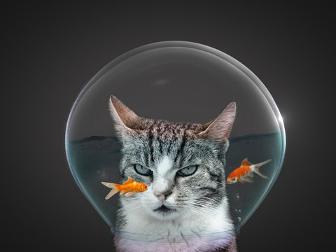 Katze im Goldfischglas