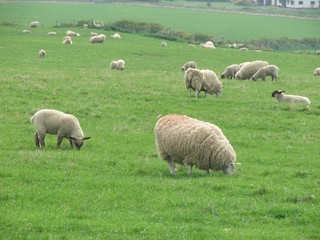 Obraz premium mouton
