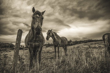 Irish Horses in Donegal, Ireland - Antiqued