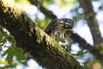 Juvenile Cooper's Hawk eating on a mossy branch in the forest  