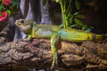 A green iguana standing on a branch