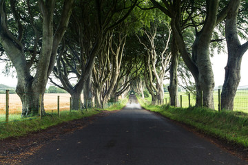 Fototapeta premium The Dark Hedges, Northern Ireland