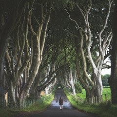 The Dark Hedges, Northern Ireland