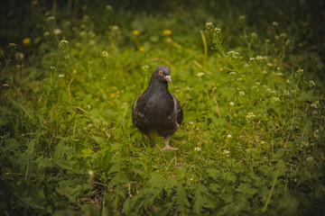 Pigeon looking for food in green grass