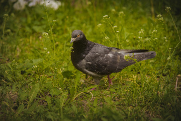Pigeon looking for food in green grass