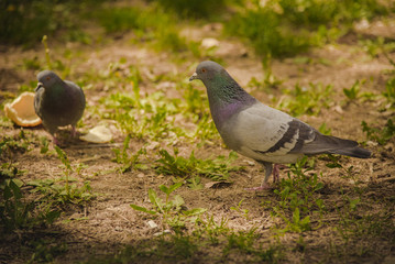 Pigeon looking for food in green grass