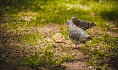 Pigeon looking for food in green grass