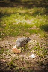 Pigeon looking for food in green grass