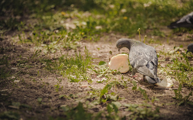 Obraz premium Pigeon looking for food in green grass
