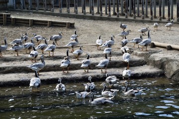 Fototapeta premium 多摩動物公園 インドガンの群れ