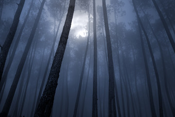 Forest in a full moon night