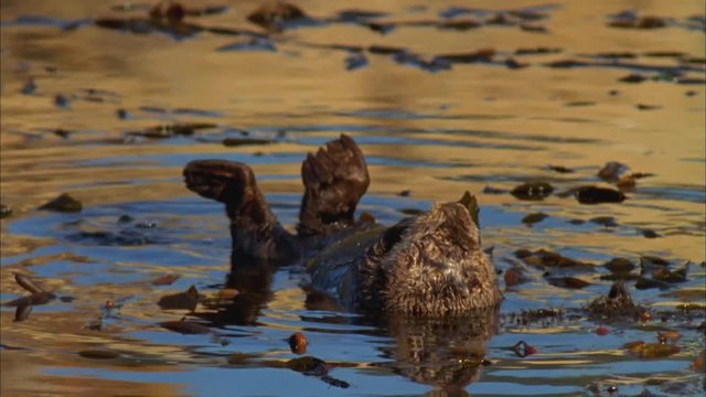 Sea Otters