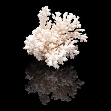 White coral on black background isolated