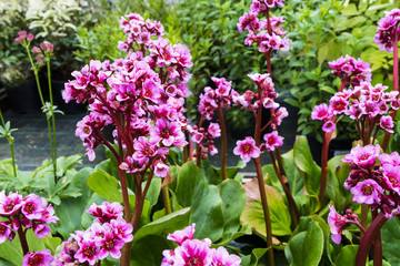 Pink Bergenia flowers close-up.