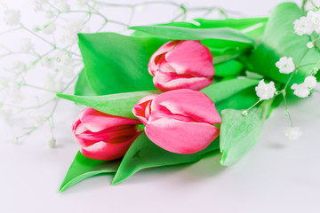 Pink tulip flowers on white background