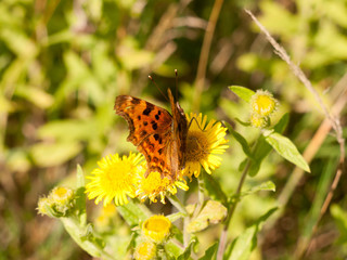 a small comma butterfly resting upon a yellow flower outside
