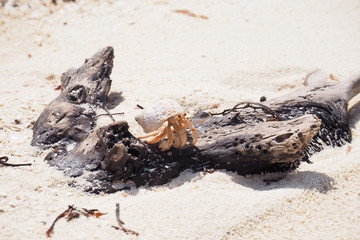 Cangrejo en la playa