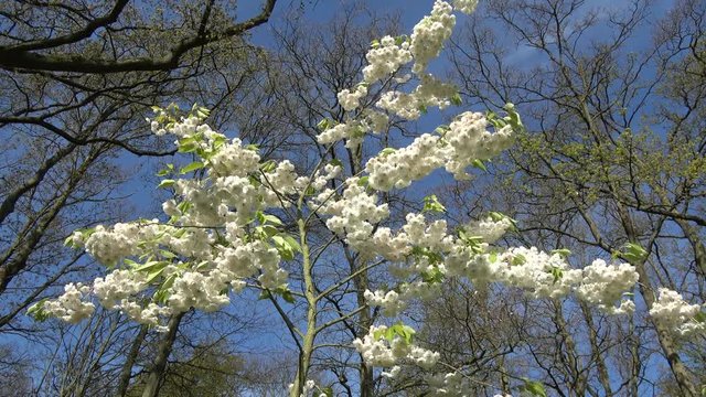 Footage of clean white cherry blossom slowly moved by soft breeze camera angled up towards sky showing the beautiful white flowers and the blue sky in the background typical spring time scene 4k