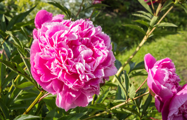 Detail of a red peony flower in a garden on a summer day