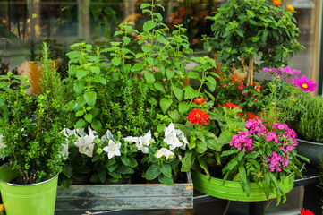 Greens and flowers in flower shop