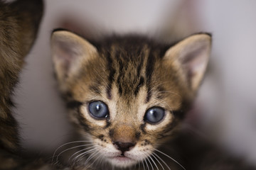 Fototapeta premium Babycat_011