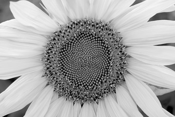 Blossom of sunflower black-and-white image