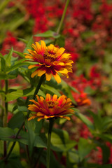 Bright Flowers Vertical