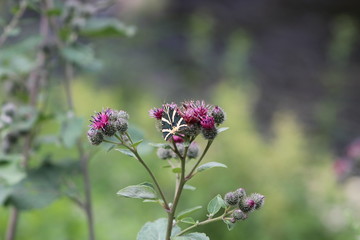 Closeup of a Jersey Tiger butterfly, Euplagia quadripunctaria. Feeding nectar on greater burdock