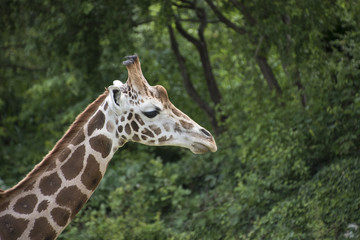 Close-up of Kordofan giraffe or Giraffa camelopardalis antiquorum also known as the Central African giraffe © britaseifert