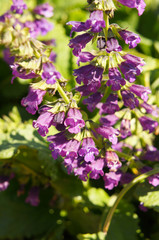 Obraz na płótnie Canvas Horminum pyrenaicum or dragonmouth or pyrenean dead-nettle purple flowers with green