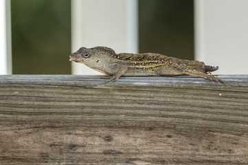 Gecko on wood post.