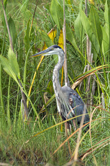 Heron stands among the weeds.