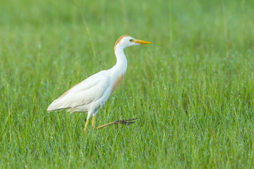 Cattle egret walks in field.