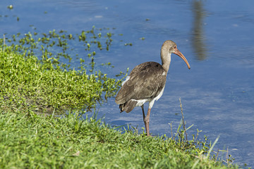 Young ibis stands by water.