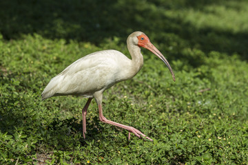 An American white ibis searches for food in Deland, Florida.