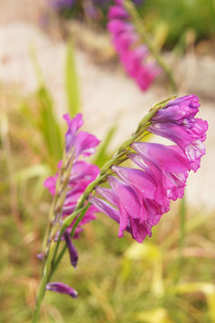 Gladiolus imbricatus or wild gladiolus pink flowers with green 