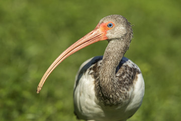 Long beak of a young white ibis.