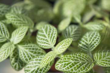 Bright green foliage of fittonia albivenis, mosaic leaves with white veins close up