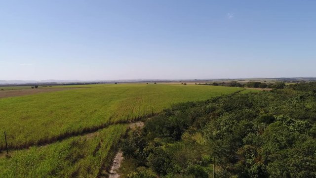 Flying Over Sugar Cane Field