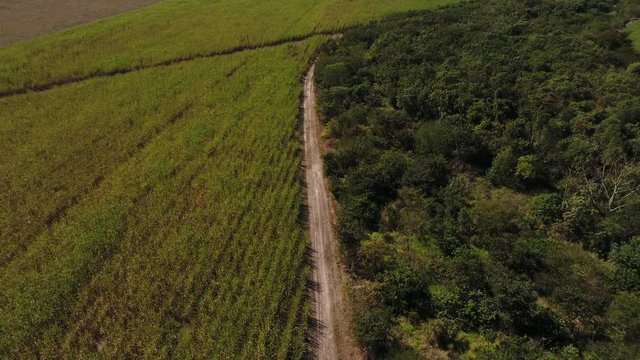 Flying Over Sugar Cane Field