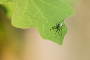 Close up of spider on green leaf under sunlight