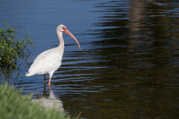 Naklejka premium white ibis