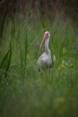 Ibis in the grass