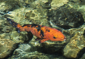 Bright orange and black koi fish signifying good luck and prosperity is swimming in clear...